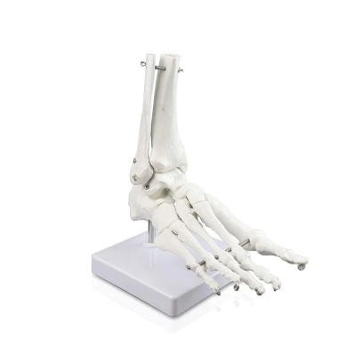 Модель скелета голеностопного сустава человека Bone-4